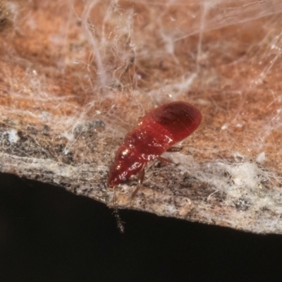 Unidentified True bug (Hemiptera, Heteroptera) at Flynn, ACT - 23 Jul 2024 by kasiaaus