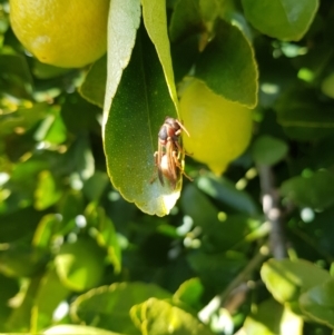 Polistes (Polistella) humilis at Stirling, ACT - 24 Jul 2024