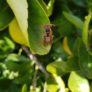 Polistes (Polistella) humilis at Stirling, ACT - 24 Jul 2024