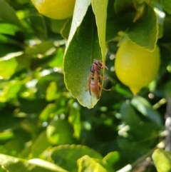 Polistes (Polistella) humilis at Stirling, ACT - 24 Jul 2024