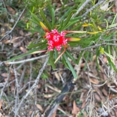 Lambertia formosa (Mountain Devil) at Kangaroo Valley, NSW - 12 Apr 2021 by lbradley