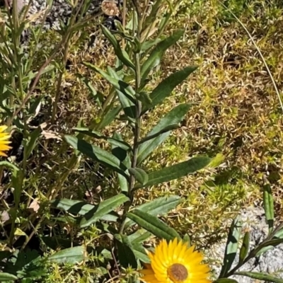 Xerochrysum subundulatum (Alpine Everlasting) at Cotter River, ACT - 3 Apr 2021 by lbradley