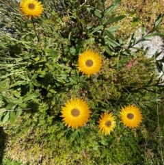 Xerochrysum subundulatum at Cotter River, ACT - 3 Apr 2021