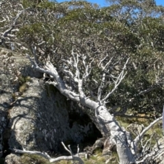 Eucalyptus pauciflora subsp. debeuzevillei (A Snow Gum) at Bimberi, NSW - 3 Apr 2021 by lbradley