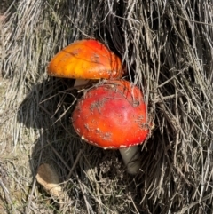 Amanita muscaria at Captains Flat, NSW - 30 Mar 2021 by lbradley