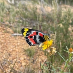 Delias harpalyce (Imperial Jezebel) at Uriarra Village, ACT - 27 Mar 2021 by lbradley