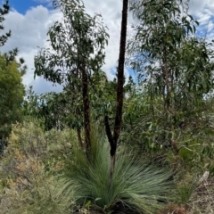 Xanthorrhoea glauca subsp. angustifolia (Grey Grass-tree) at Uriarra Village, ACT - 27 Mar 2021 by lbradley