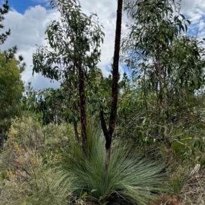 Xanthorrhoea glauca subsp. angustifolia at Uriarra Village, ACT - 27 Mar 2021