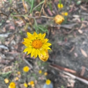 Xerochrysum bracteatum at Primrose Valley, NSW - 13 Mar 2021