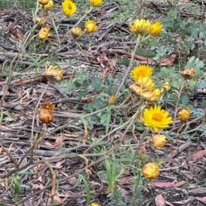 Xerochrysum bracteatum at Primrose Valley, NSW - 13 Mar 2021