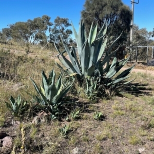 Agave americana at Tralee, NSW - 9 Mar 2021 11:44 AM