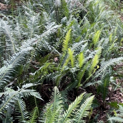 Blechnum nudum (Fishbone Water Fern) at Brindabella, NSW - 8 Mar 2021 by lbradley