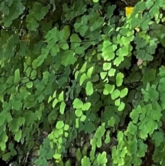 Adiantum capillus-veneris at Bungonia, NSW - 6 Mar 2021 by lbradley