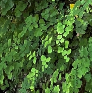 Adiantum capillus-veneris at Bungonia, NSW - suppressed