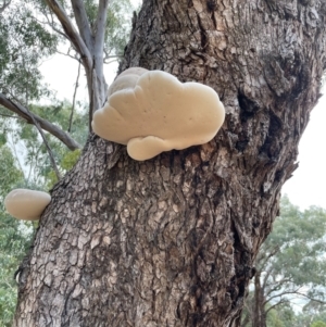 Laetiporus portentosus at Dalton, NSW - 23 Feb 2021