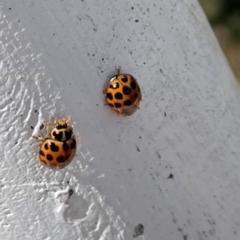 Harmonia conformis (Common Spotted Ladybird) at Uriarra Village, ACT - 20 Feb 2021 by lbradley