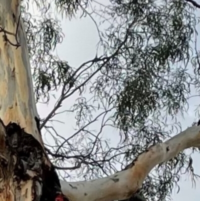 Callocephalon fimbriatum (Gang-gang Cockatoo) at O'Connor, ACT - 10 Feb 2021 by lbradley