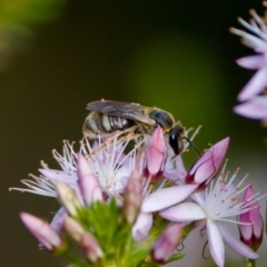 Lasioglossum (Chilalictus) sp. (genus & subgenus) (Halictid bee) at Florey, ACT - 2 Oct 2023 by KorinneM