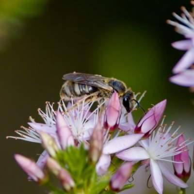 Lasioglossum (Chilalictus) sp. (genus & subgenus) (Halictid bee) at Florey, ACT - 2 Oct 2023 by KorinneM