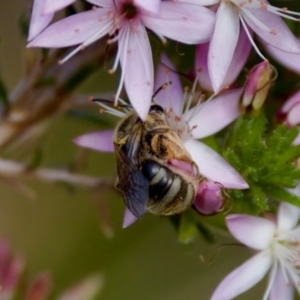 Lasioglossum (Chilalictus) sp. (genus & subgenus) at Florey, ACT - 2 Oct 2023