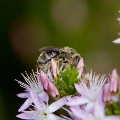 Lasioglossum (Chilalictus) sp. (genus & subgenus) at Florey, ACT - 2 Oct 2023