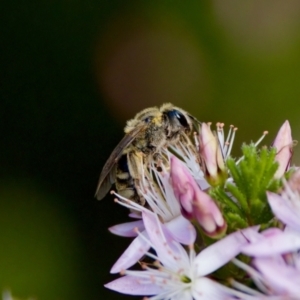 Lasioglossum (Chilalictus) sp. (genus & subgenus) at Florey, ACT - 2 Oct 2023