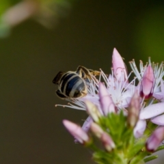 Lasioglossum (Chilalictus) sp. (genus & subgenus) at Florey, ACT - 2 Oct 2023