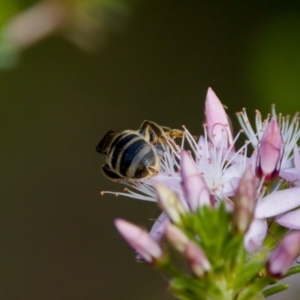 Lasioglossum (Chilalictus) sp. (genus & subgenus) at Florey, ACT - 2 Oct 2023