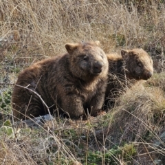 Vombatus ursinus (Bare-nosed Wombat) at Whitlam, ACT - 24 Jul 2024 by Jiggy