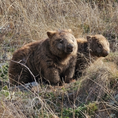 Vombatus ursinus (Bare-nosed Wombat) at Whitlam, ACT - 24 Jul 2024 by Jiggy