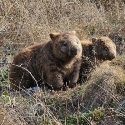 Vombatus ursinus (Common wombat, Bare-nosed Wombat) at Whitlam, ACT - 24 Jul 2024 by Jiggy