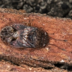 Unidentified Shield, Stink or Jewel Bug (Pentatomoidea) at Flynn, ACT - 23 Jul 2024 by kasiaaus