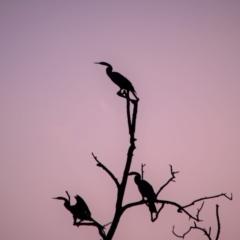 Anhinga novaehollandiae (Australasian Darter) at Fyshwick, ACT - 3 Jan 2019 by MB