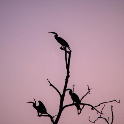 Anhinga novaehollandiae (Australasian Darter) at Fyshwick, ACT - 4 Jan 2019 by MB