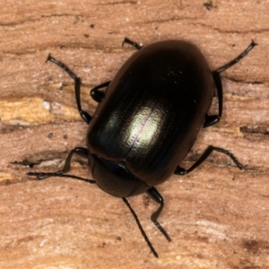 Chalcopteroides cupripennis at Flynn, ACT - 23 Jul 2024 03:09 PM