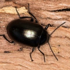 Chalcopteroides cupripennis at Flynn, ACT - 23 Jul 2024 03:09 PM