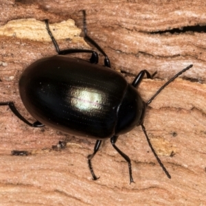 Chalcopteroides cupripennis at Flynn, ACT - 23 Jul 2024 03:09 PM