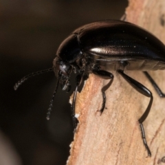 Chalcopteroides cupripennis at Flynn, ACT - 23 Jul 2024 03:09 PM