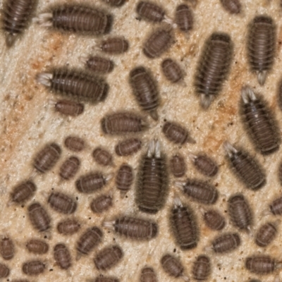 Paradoxosomatidae sp. (family) at Melba, ACT - 23 Jul 2024 by kasiaaus