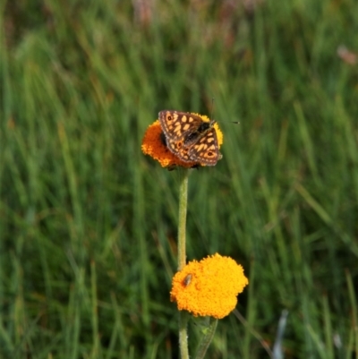 Oreixenica orichora (Spotted Alpine Xenica) at Munyang, NSW - 20 Jan 2019 by MB