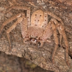 Isopeda canberrana (Canberra Huntsman Spider) at Melba, ACT - 23 Jul 2024 by kasiaaus