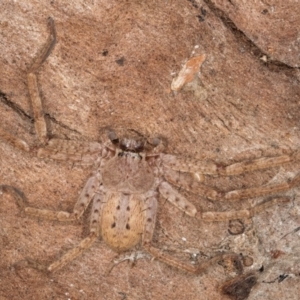 Isopeda canberrana at Melba, ACT - 23 Jul 2024 03:14 PM