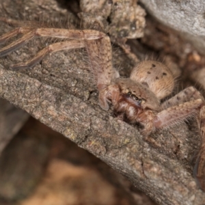 Isopeda canberrana at Melba, ACT - 23 Jul 2024 03:14 PM