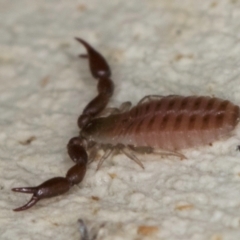 Pseudoscorpiones sp. (order) (False Scorpion, Pseudoscorpion) at Melba, ACT - 23 Jul 2024 by kasiaaus