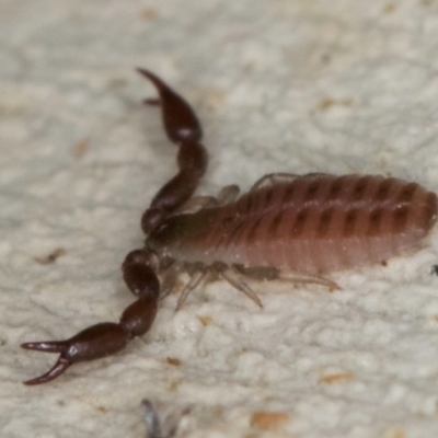 Pseudoscorpiones sp. (order) (False Scorpion, Pseudoscorpion) at Melba, ACT - 23 Jul 2024 by kasiaaus