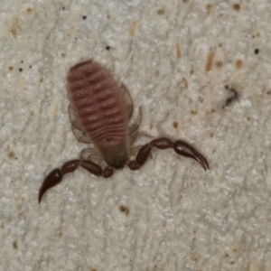 Pseudoscorpiones (order) at Melba, ACT - 23 Jul 2024