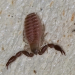 Pseudoscorpiones (order) at Melba, ACT - 23 Jul 2024