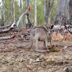 Macropus giganteus (Eastern Grey Kangaroo) at Mathoura, NSW - 27 Jan 2019 by MB