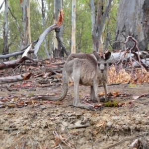 Macropus giganteus at Mathoura, NSW - 27 Jan 2019