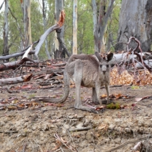 Macropus giganteus (Eastern Grey Kangaroo) at Mathoura, NSW by MB